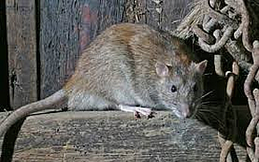 Rat and mouse infestation removal
