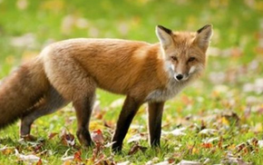 Fox problem solved by Forest Pest Control
